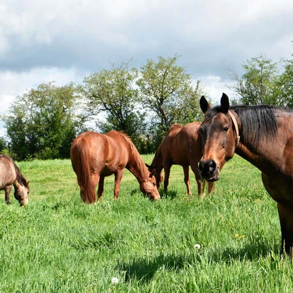 Pension pour chevaux à Le Brignon, Haute-Loire